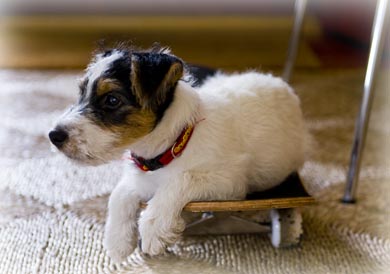 jack russelterriervalp